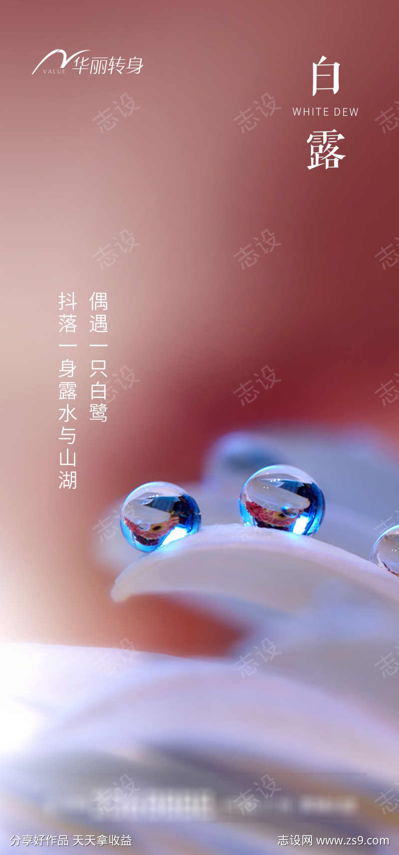 白露节气海报