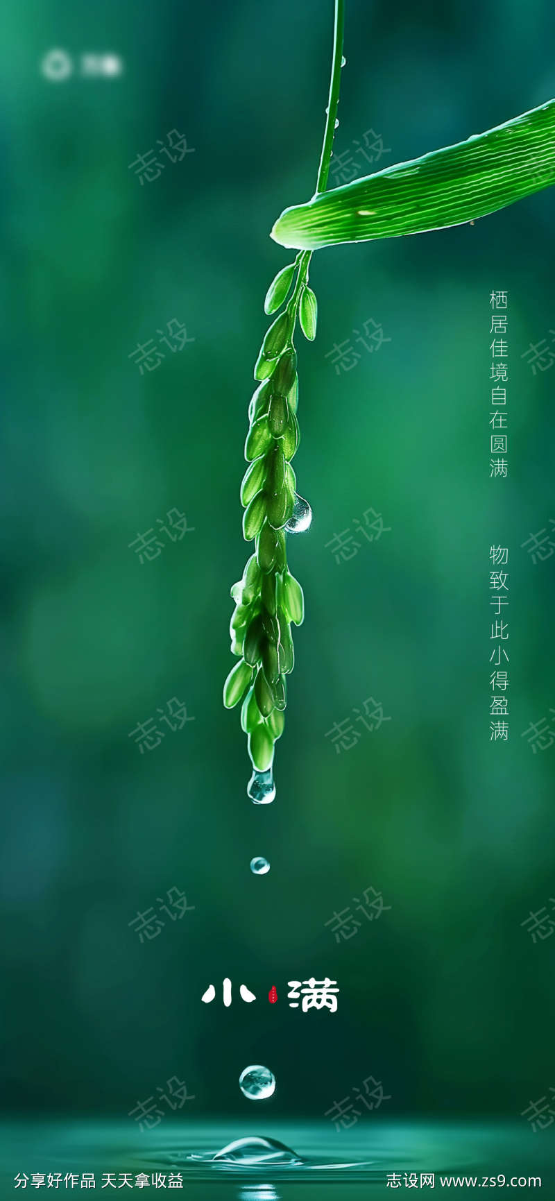 小满节气海报