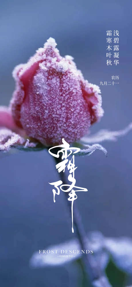 霜降节气海报_源文件下载_AI格式_1562X3396像素-海报,霜降,玫瑰,冬天,冬季,节气,花朵,结晶-作品编号:2024101608441355-志设-zs9.com