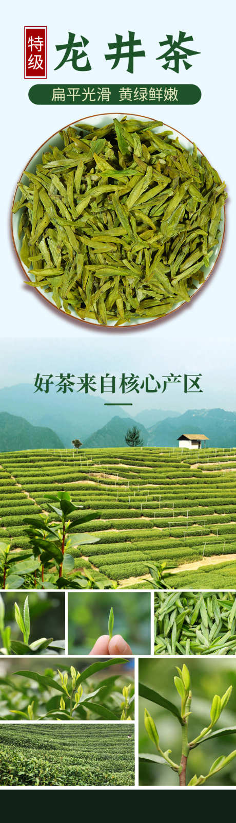 龙井茶促销详情页_源文件下载_PSD格式_750X10975像素-投放,促销,详情页,杭州,春茶,绿茶,龙井-作品编号:2024102516442887-志设-zs9.com