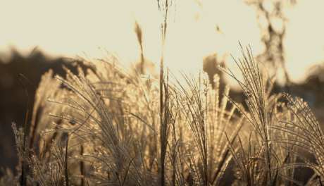 小清新视频芦苇荡_视频素材下载_MP4格式_3840X2160像素-阳光,秋天,芦苇荡-作品编号:2025031415384606-志设-zs9.com